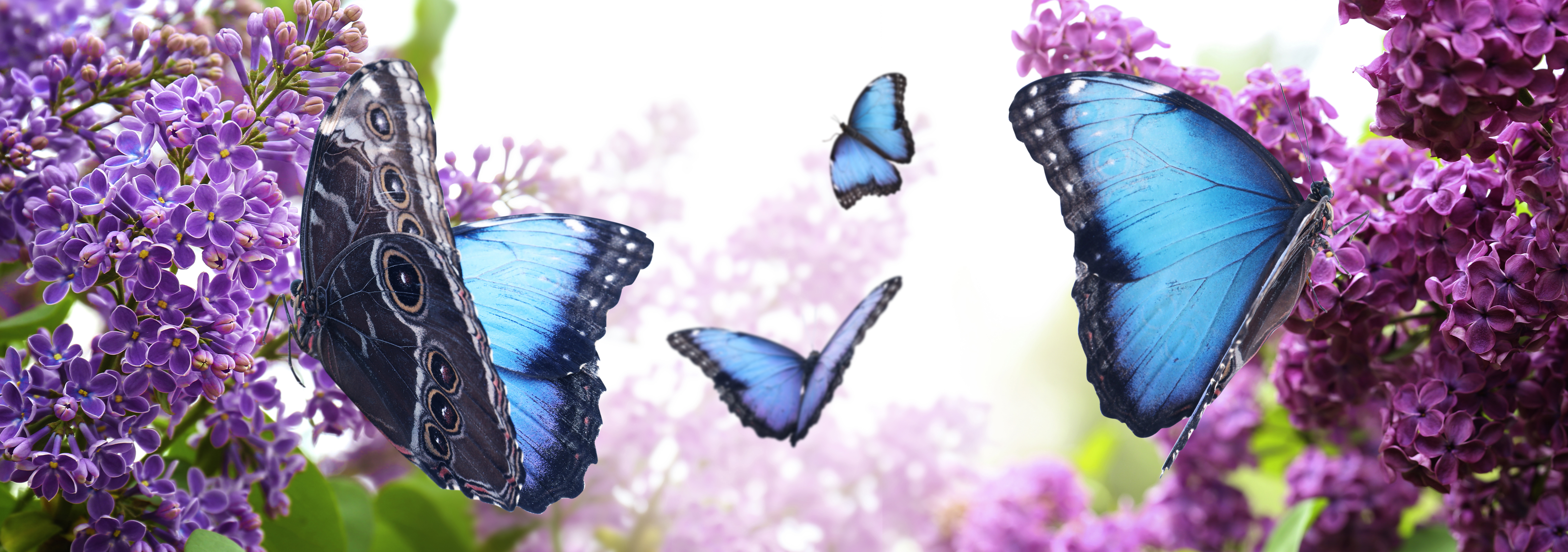 Butterfly Banner 02